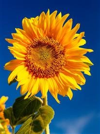 &quot;Flower Delivery Goleta California